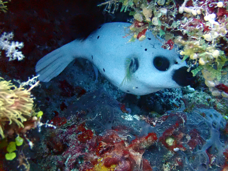 黑斑叉鼻鲀、乌嘴狗、Arothron nigropunctatus_乌嘴狗头鲀_海富瑜