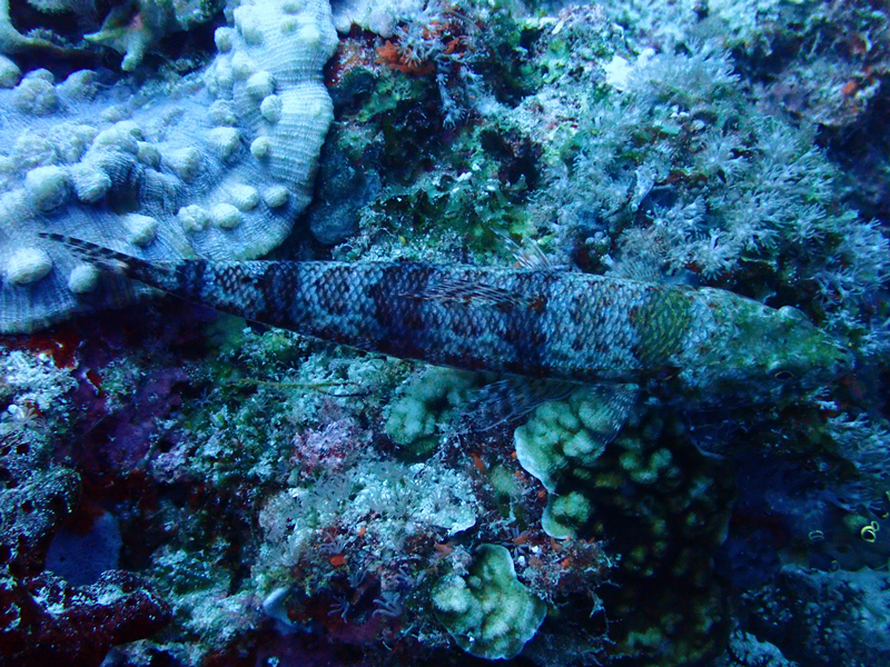 杂斑狗母鱼、Synodus variegatus_杂斑狗母_海富瑜