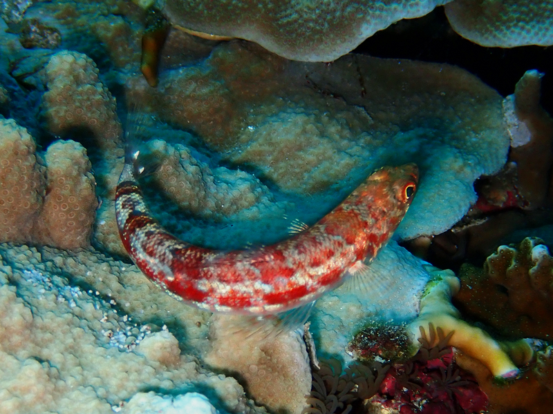 红斑狗棍、红狗母、Synodus variegatus_红斑狗棍_海富瑜