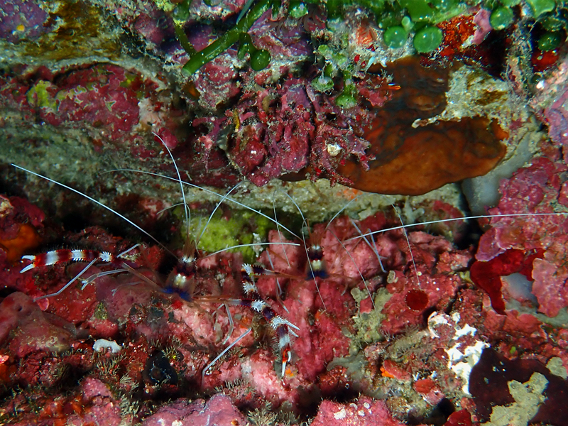 美人虾、姬虾、Stenopus hispidus_美人虾_海富瑜
