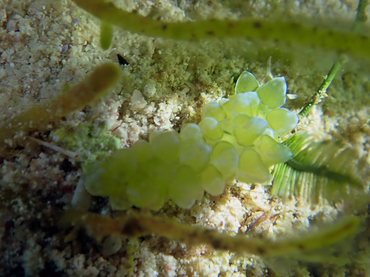 仇东平每日一照285:《青葡萄海兔》_每日一照_海富瑜