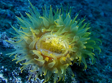 仇东平每日一照286:《鹅黄鸟巢》_每日一照_海富瑜