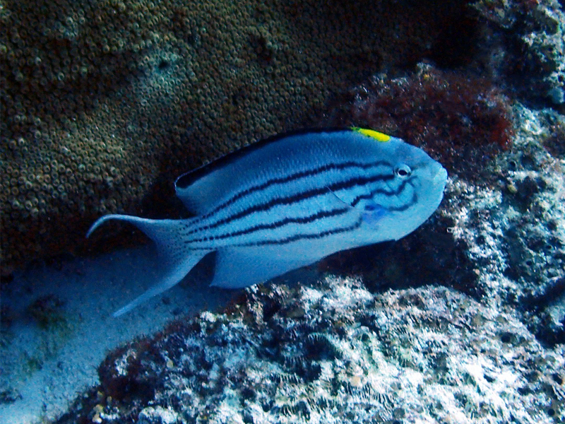 仇东平每日一照287：《燕尾斑马仙》_每日一照_海富瑜