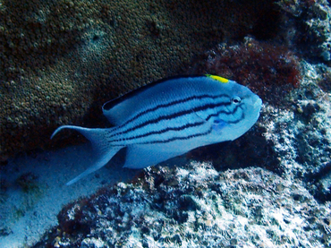 仇东平每日一照287:《燕尾斑马仙》_每日一照_海富瑜