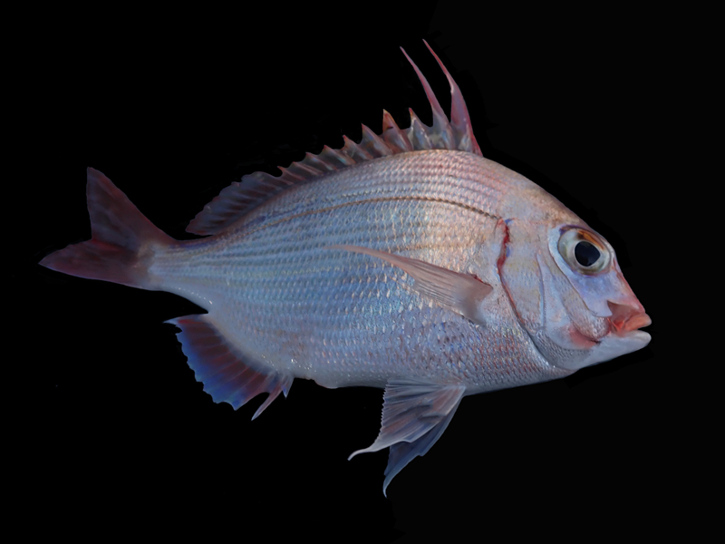 仇东平每日一照288：《扯旗仔》_每日一照_海富瑜