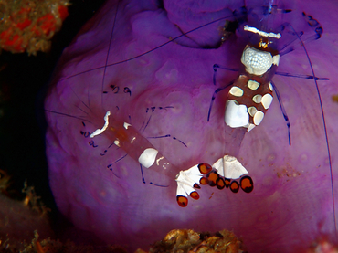 仇东平每日一照289:《孔雀尾海葵虾》_每日一照_海富瑜