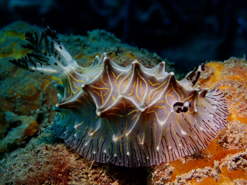 仇东平每日一照290：《黄丝美麟兔》_每日一照_海富瑜