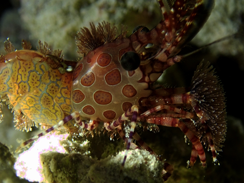 仇东平每日一照291：《红斑大理石虾》_每日一照_海富瑜