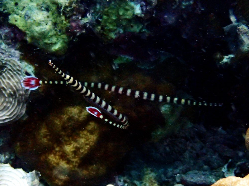 仇东平每日一照292：《火尾海龙》_每日一照_海富瑜