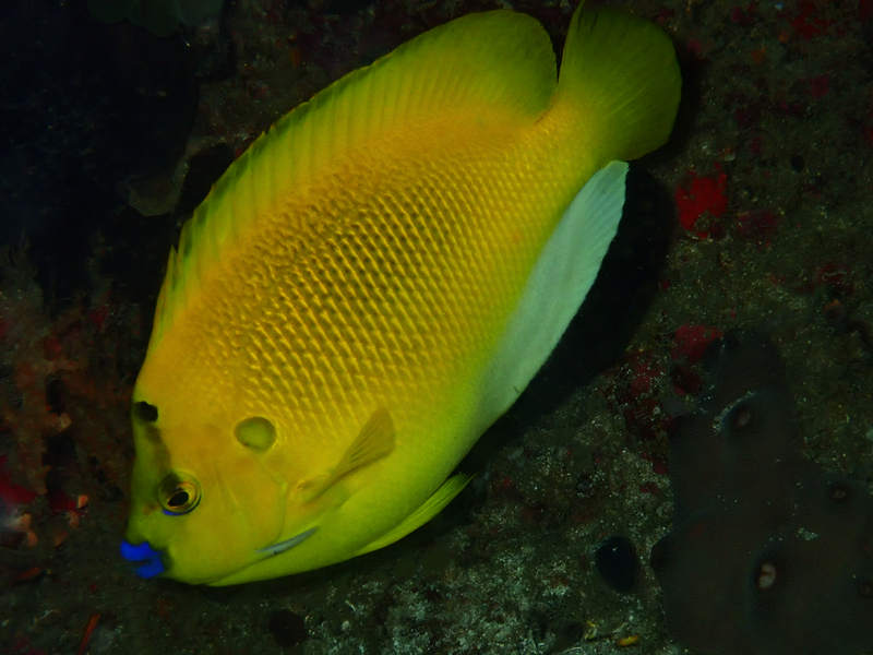 仇东平每日一照293：《蓝嘴神仙》_每日一照_海富瑜