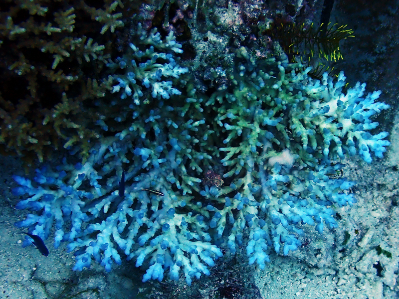 禾谷鹿角珊瑚、Acropora cerealis_禾谷鹿角_海富瑜