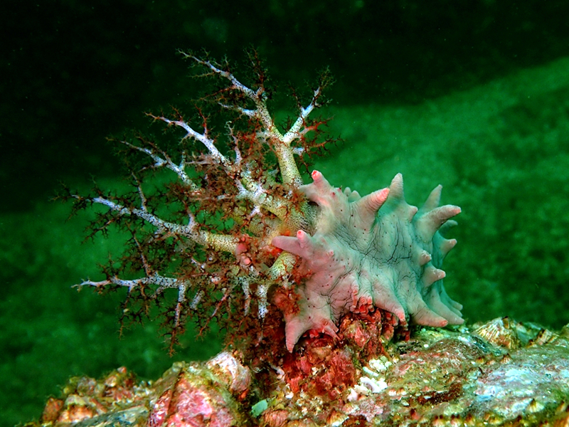 仇东平每日一照294：《毒红刺参》_每日一照_海富瑜