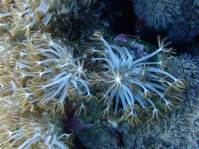 闪千手珊瑚、Heteroxenia pinnata _闪千手珊瑚_海富瑜