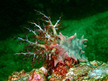 仇东平每日一照294:《毒红刺参》_每日一照_海富瑜