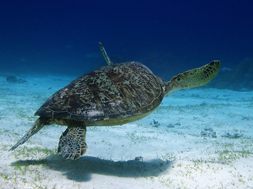 绿海龟、Chelonia mydas_绿海龟_海富瑜