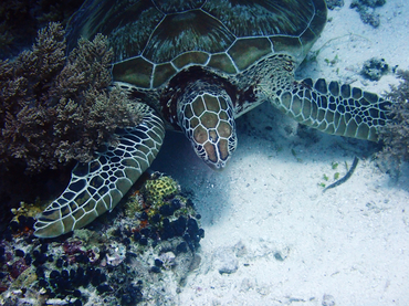 绿海龟、Chelonia mydas_绿海龟_海富瑜