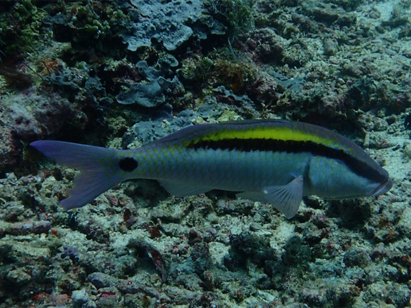 金棕双带羊鱼、Parupeneus barberinus_金棕双带羊鱼_海富瑜