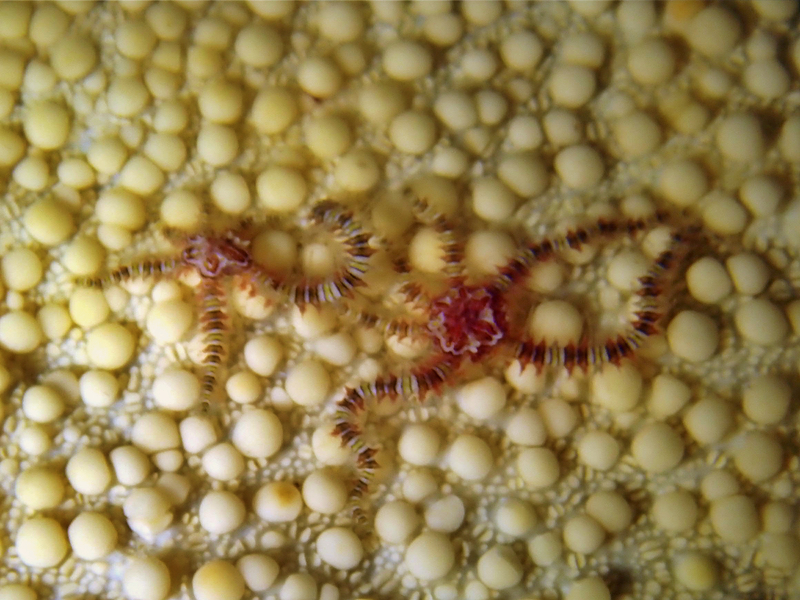 仇东平每日一照296：《红斑小蛇尾》_每日一照_海富瑜