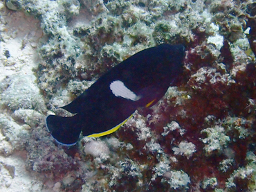 白点仙、锁匙窿、centropyge tibicen_白点仙_海富瑜