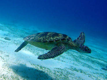 绿海龟、Chelonia mydas_绿海龟_海富瑜