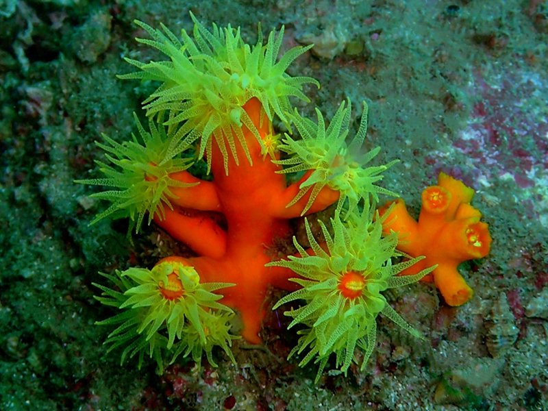 仇东平每日一照297：《红十字太阳花》_每日一照_海富瑜