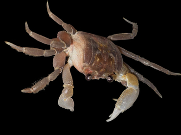 仇东平每日一照298:《沙蟹》_每日一照_海富瑜