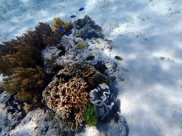 巴里卡萨潜水、海底景观、菲律宾薄荷岛_18-6-3巴里卡萨_海富瑜