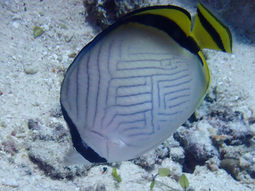 仇东平每日一照299:《假人字蝶》_每日一照_海富瑜