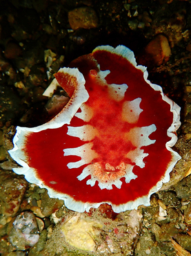 仇东平每日一照300:《展翼的舞娘》_每日一照_海富瑜