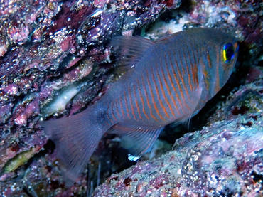 仇东平每日一照301:《金丝梭啰》_每日一照_海富瑜