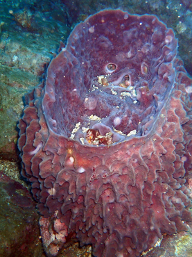 仇东平每日一照302:《桶状海绵》_每日一照_海富瑜