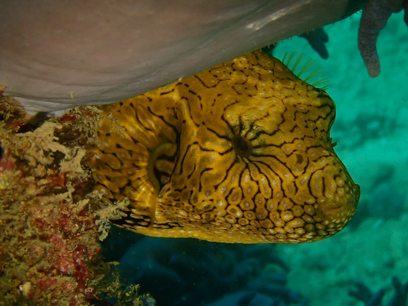 仇东平每日一照303：《迷宫纹狗头》_每日一照_海富瑜