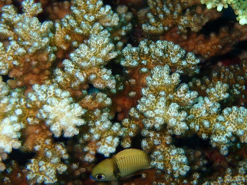 疣状杯形珊瑚、疣鹿角珊瑚、Pocillopora verrucosa_碎沙珊瑚_海富瑜