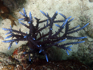 仇东平每日一照304:《蓝鹿角》_每日一照_海富瑜