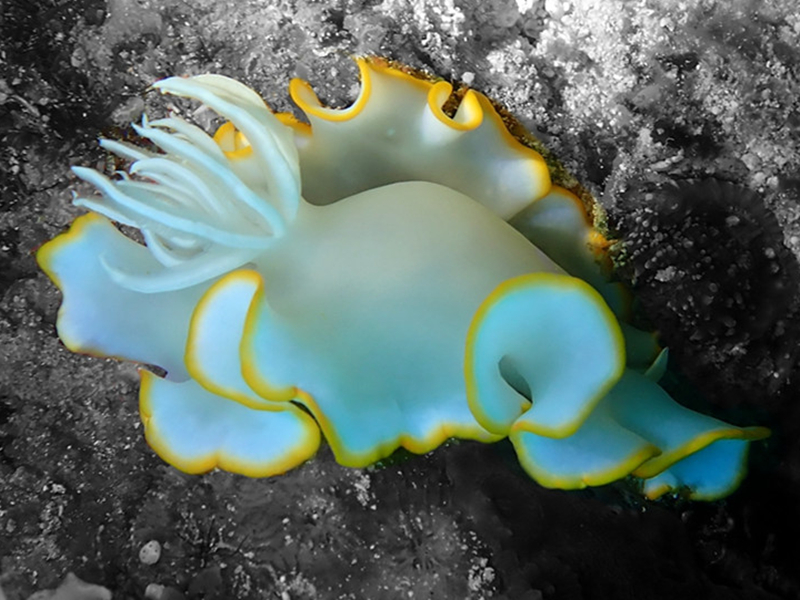 仇东平每日一照305：《荆玉》_每日一照_海富瑜