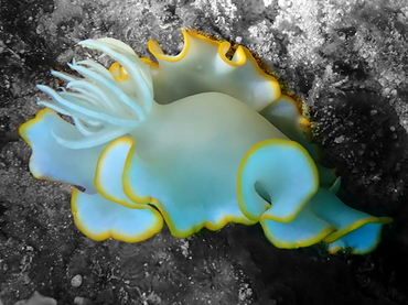 仇东平每日一照305:《荆玉》_每日一照_海富瑜