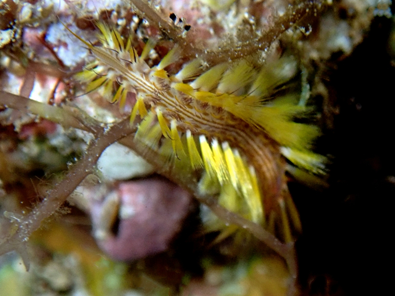 仇东平每日一照306：《海毛虫》_每日一照_海富瑜