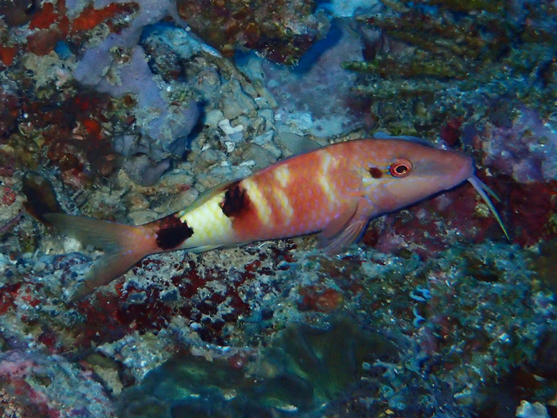 仇东平每日一照307：《尾斑红羊鱼》_每日一照_海富瑜