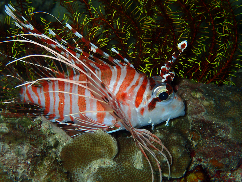 红须狮、红须狮子鱼、Pterois antennata_红须狮_海富瑜