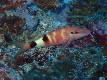 仇东平每日一照307:《尾斑红羊鱼》_每日一照_海富瑜