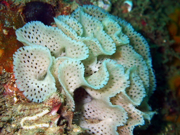 仇东平每日一照308:《白网孔苔藓虫》_每日一照_海富瑜