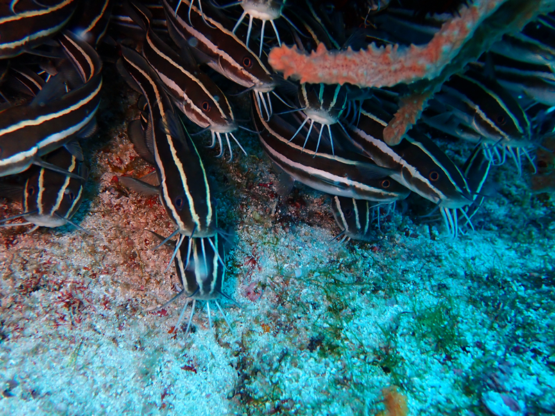 海塘虱、鳗鲶、Plotosus lineatus_海塘虱_海富瑜