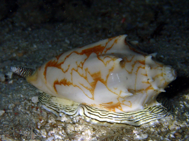 仇东平每日一照309:《蝙蝠涡螺》_每日一照_海富瑜