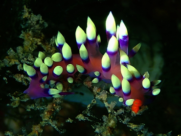 仇东平每日一照310:《毛笔头》_每日一照_海富瑜