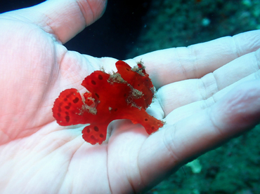 仇东平每日一照311:《手中小躄鱼》_每日一照_海富瑜