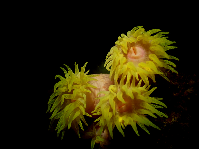 仇东平每日一照312：《粉白太阳花》_每日一照_海富瑜