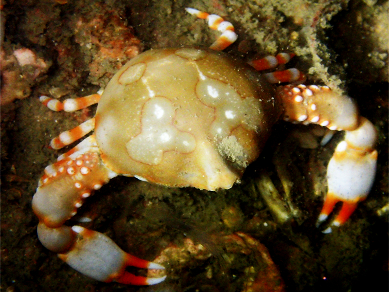 仇东平每日一照313：《四环玉蟹》_每日一照_海富瑜