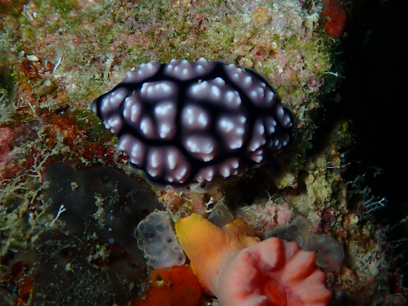 痘痘黑麒麟海兔、Phyllidia pustulosa_痱痘痘_海富瑜