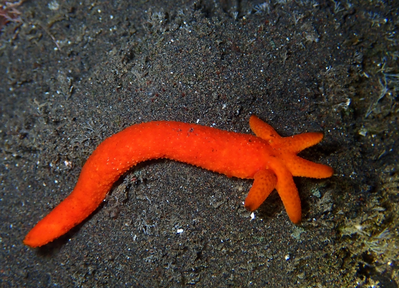 仇东平每日一照314：《红指海星》_每日一照_海富瑜