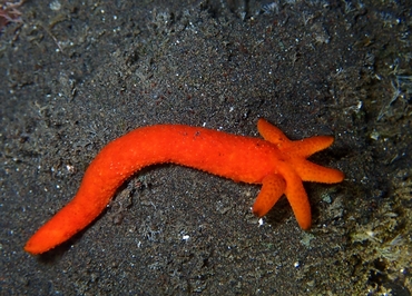 仇东平每日一照314:《红指海星》_每日一照_海富瑜